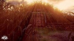 Maize